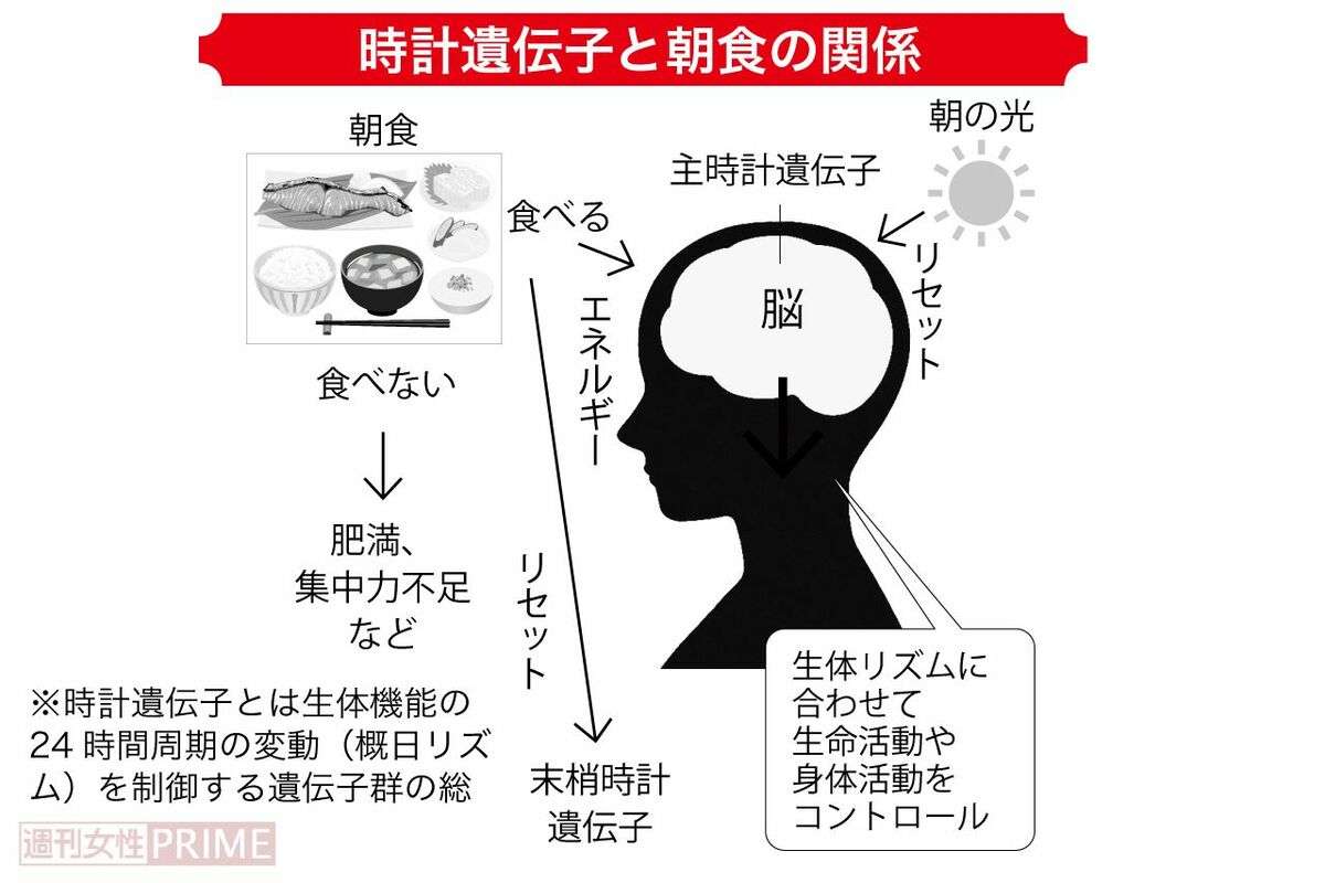 肥満は認知症とがんの原因にも…医師に「やせなさい」と言われたらとるべき10の行動、“太る”ことが全身に及ぼす害悪が想像以上に怖かった
