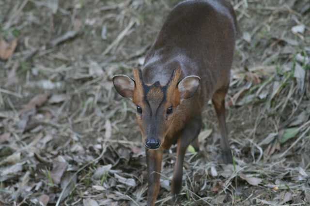 〈千葉・キョン大発生〉「ギャー!」と夜中に不気味な鳴き声で吠え続け、住民は「私らが出てけと言われてるみたい」…捕獲すると「ヒィ〜、ヒィ〜!」と悲痛な声でハンターの心をえぐる謎多き生物