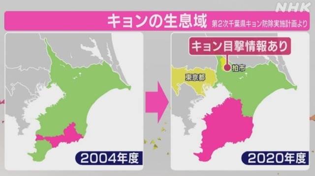 害獣「キョン」が大繁殖　千葉に7万頭超…人に慣れペットのように庭にすみ着く　「決して触れないで」と専門家