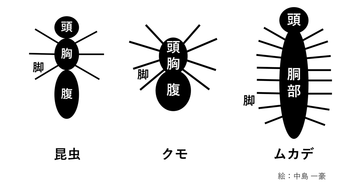 皆さんが好きな昆虫を教えてください!