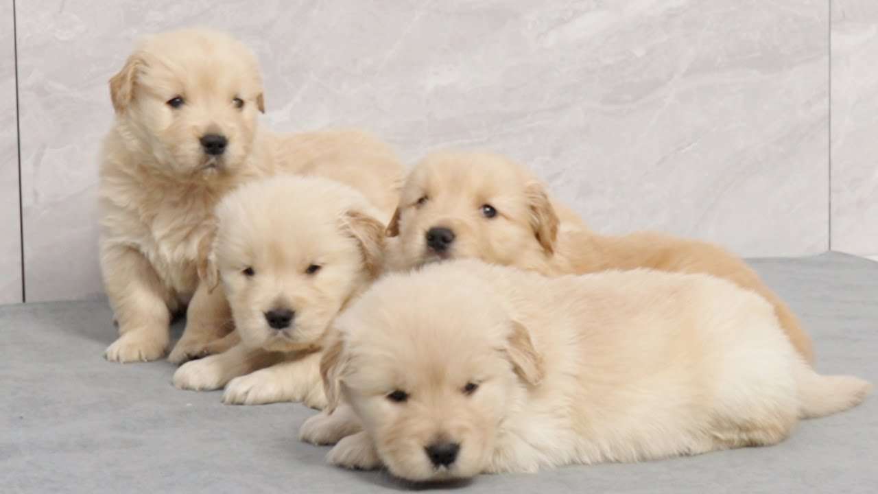 Adorable Golden Retriever Puppies Wake Up At The Same Time When They Hear The Sound Of Food - YouTube