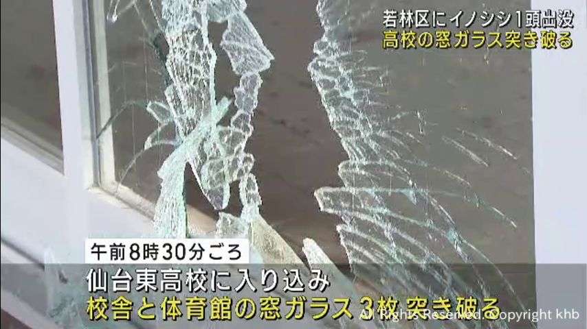 仙台市の住宅街にイノシシ出没　高校の窓ガラスも突き破る　仙台市若林区 | khb東日本放送