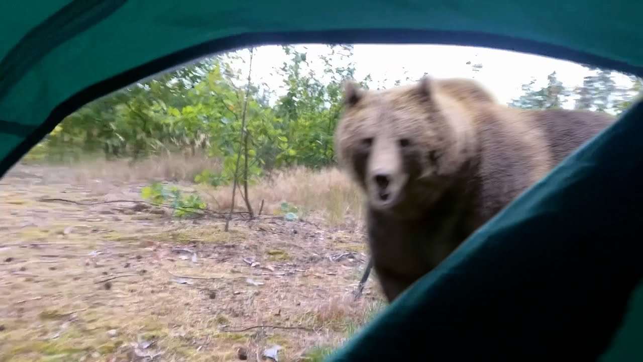Bear Attacked Me In My Tent - YouTube