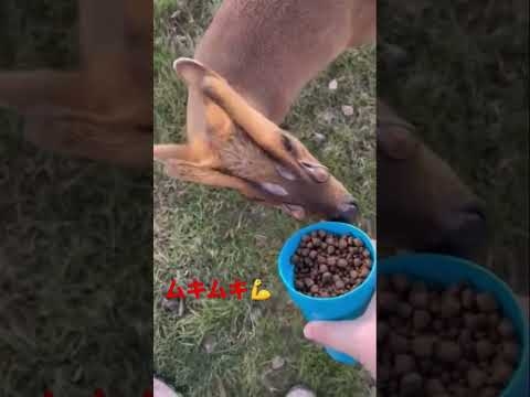 かわ…いい…？#閃光#閃光のハサウェイ #short #Alien  #deer #鹿 #キョン鹿 おっち紹介所 - YouTube