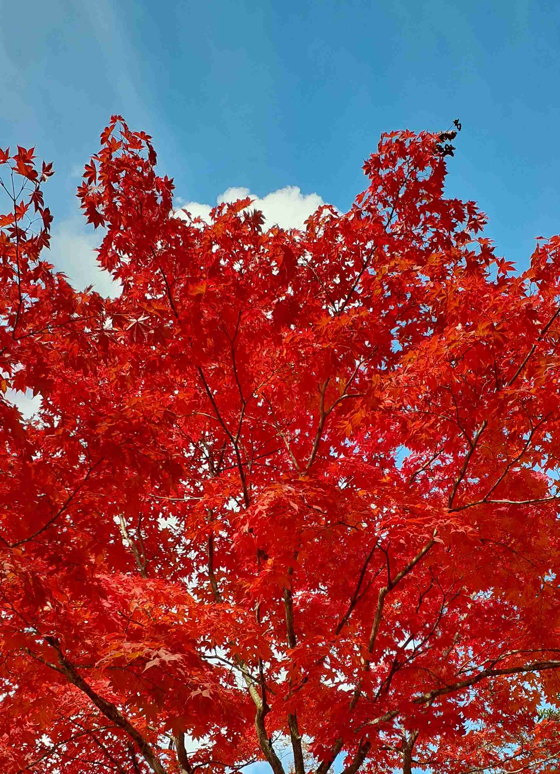 皆さんが撮った紅葉の写真が見たい