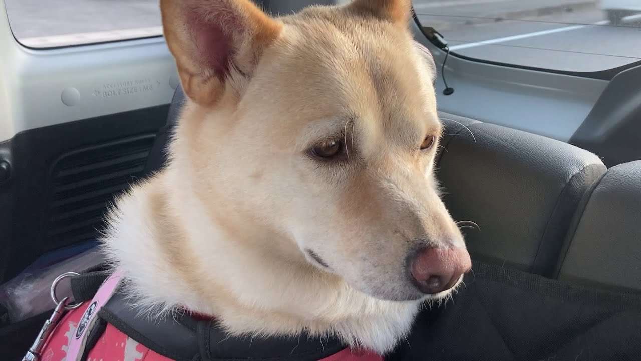 病院の先生にデブって言われたね - YouTube