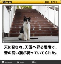 ペットロスについて話しませんか