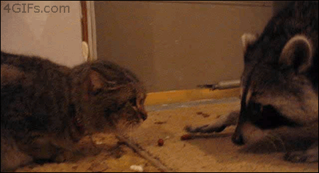 ネコの餌でイノシシ捕獲　飼い主のいないネコにまいた餌の味を覚え連日　街に出没か　静岡・下田市