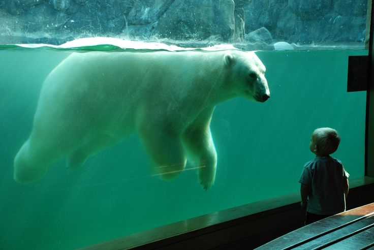 地上最大級の肉食動物ホッキョクグマと共存 カナダ チャーチル住民が絶対やらないこと