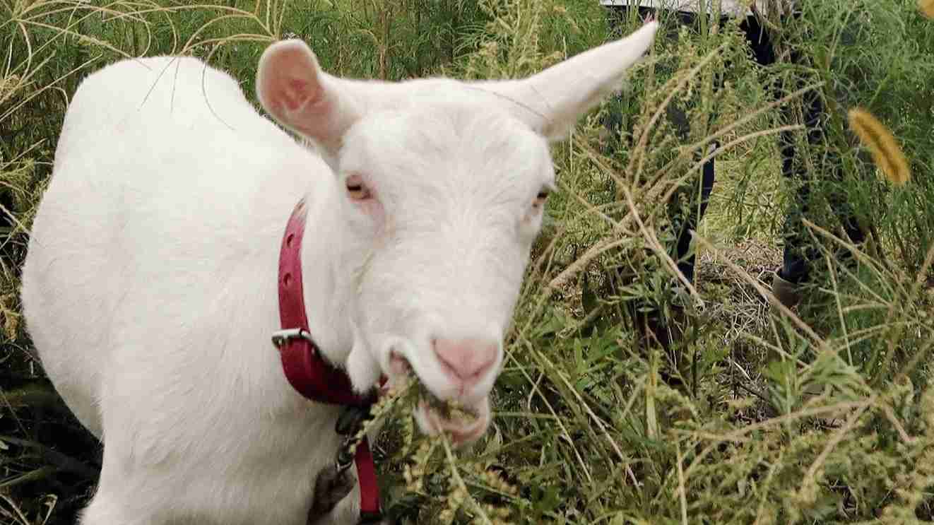 和み度満点、ヤギ飼い増えてます　ペット感覚や除草係で人気　広島県内の飼育場所、10年で2･5倍に | 中国新聞デジタル