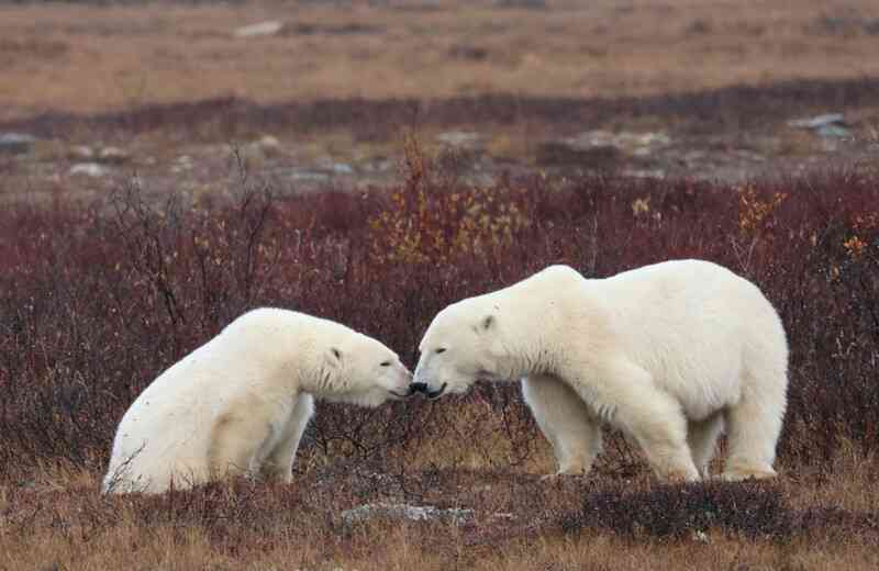 地上最大級の肉食動物ホッキョクグマと共存 カナダ チャーチル住民が絶対やらないこと
