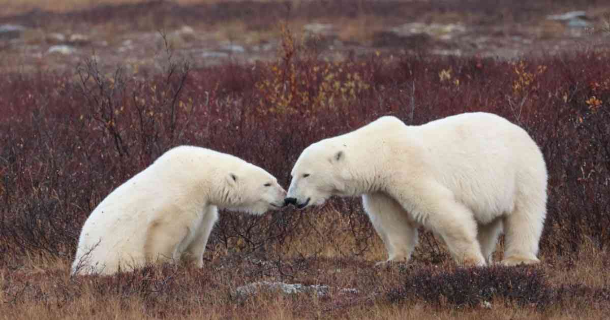 地上最大級の肉食動物ホッキョクグマと共存 カナダ チャーチル住民が絶対やらないこと | FRaU the Earth