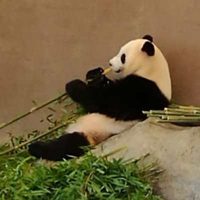 雑草食い on Twitter: 