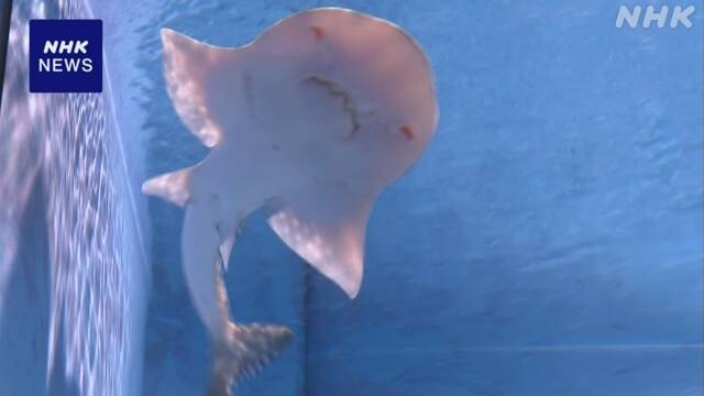 “体の前がエイ 後がサメ”絶滅危惧種エイの赤ちゃん公開 沖縄