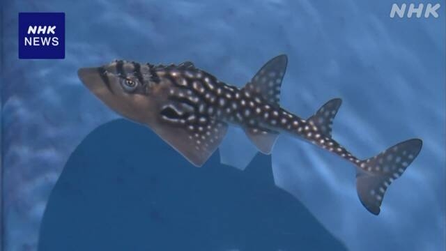 “体の前がエイ 後がサメ”絶滅危惧種エイの赤ちゃん公開 沖縄