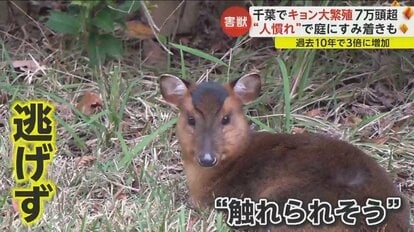 害獣「キョン」が大繁殖　千葉に7万頭超…人に慣れペットのように庭にすみ着く　「決して触れないで」と専門家