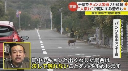 害獣「キョン」が大繁殖　千葉に7万頭超…人に慣れペットのように庭にすみ着く　「決して触れないで」と専門家
