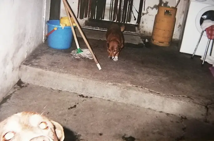 世界最長寿の犬「ボビ」死ぬ　31歳と165日　ポルトガル原産の純血種、平均寿命は12～14歳