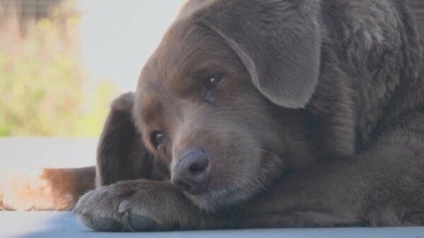 世界最高齢の犬に年齢詐称疑惑…年齢31歳は飼い主 “自己申告”　ギネスが調査へ　獣医師が生物学的に疑問