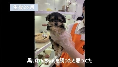 黒い犬を飼ったつもりが…いつのまにか別の犬に大変身？「入れ替わったんじゃないか？」と驚きの声