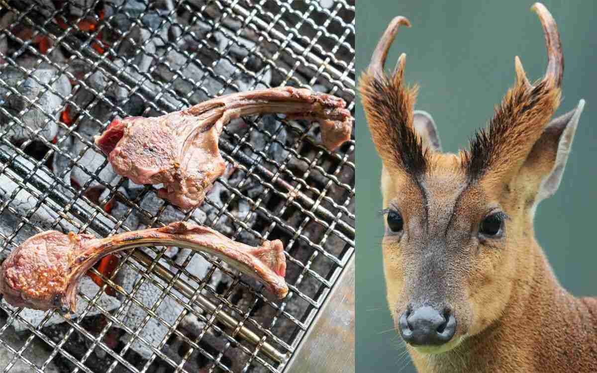 〈食べてみた〉ラムやマトンほど臭くなくておいしいが… 千葉県で大繁殖している「キョン」肉の意外な“落とし穴” | 文春オンライン