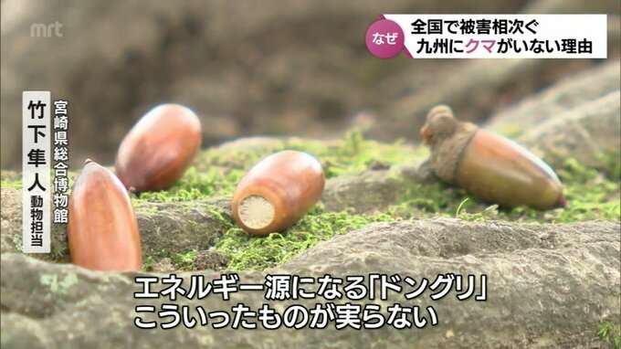 クマの九州上陸はあるのか　山口で生息域拡大　関門海峡泳げる?