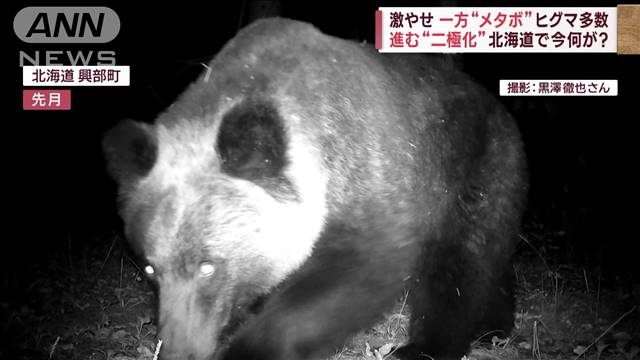 激やせとメタボ　進む“二極化”背景にクマ同士の「熾烈な生存競争」（テレビ朝日系（ANN）） - Yahoo!ニュース
