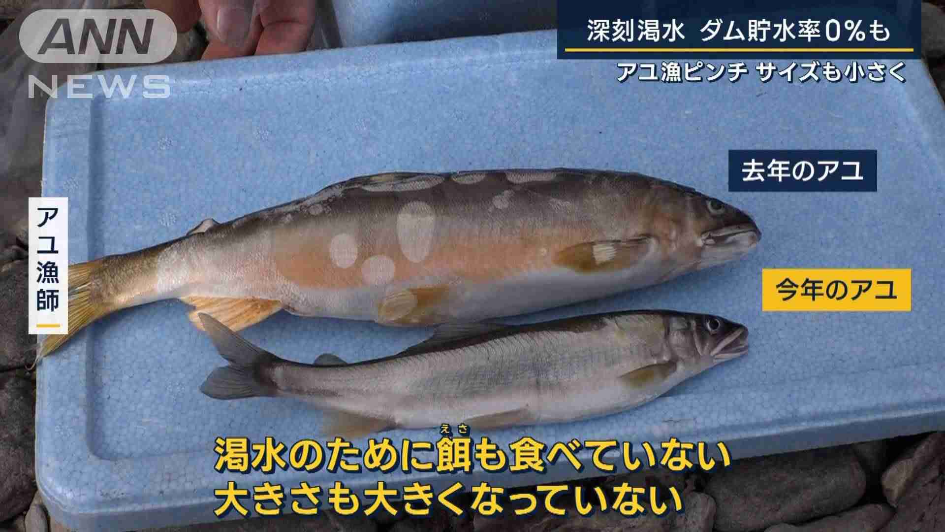 冬の味覚・みかんが水不足で小さく甘く・ダム貯水率0％・アユ漁ピンチも…深刻渇水
