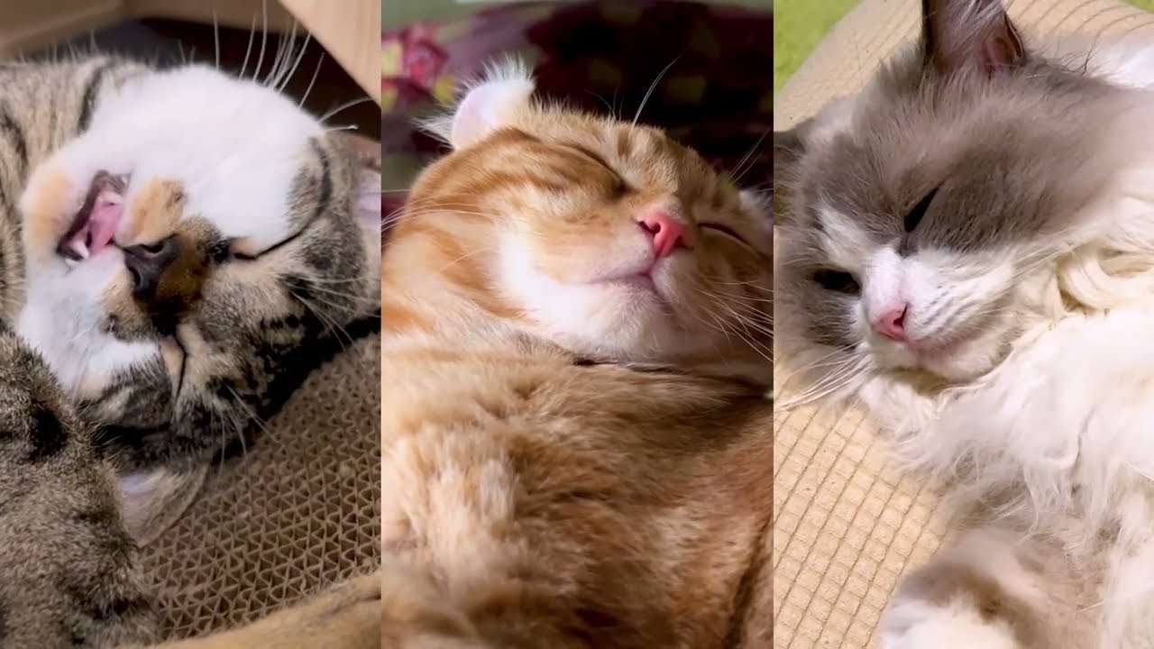 CIAOちゅ～る　2023年　勤労感謝の日篇　30秒 - YouTube