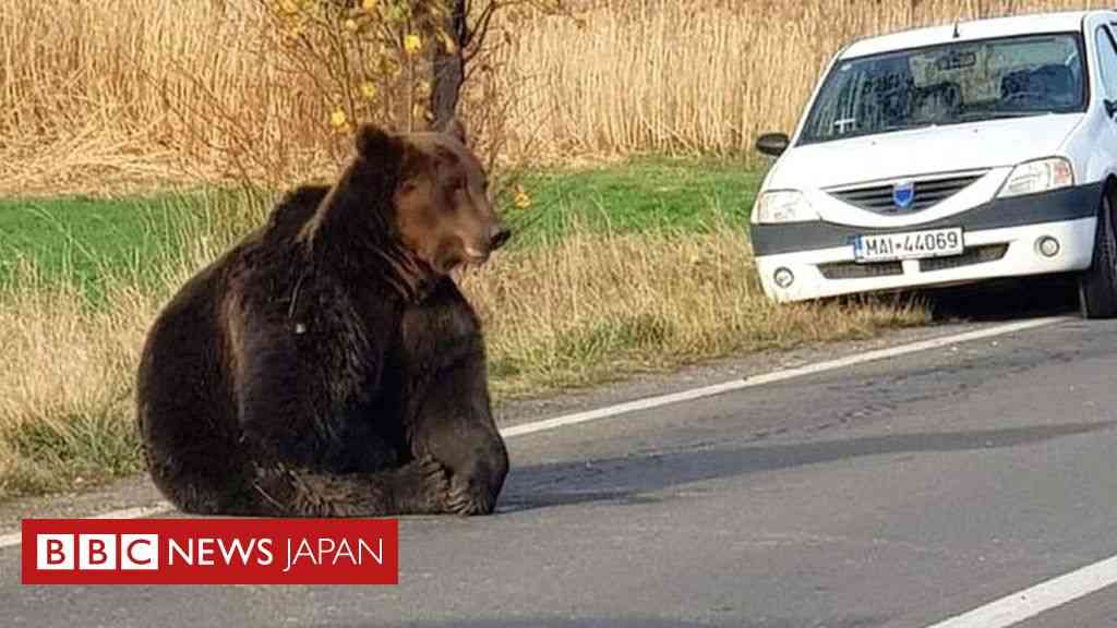 クマ襲撃が続発、1カ月で3人死亡　個体数が増加＝ルーマニア - BBCニュース