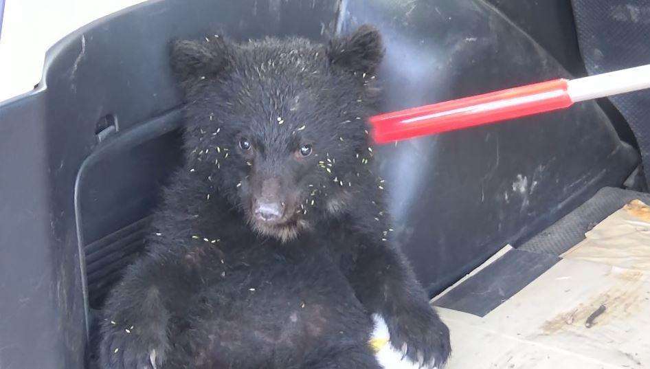 クマを駆除せず…人間の怖さ覚えさせ山へ返す　長野県“全国最多”　共存目指す「学習放獣」　被害相次ぎ課題も指摘「お仕置きして山に戻してもまた…」地域住民の理解を得られるか（NBS長野放送） - Yahoo!ニュース