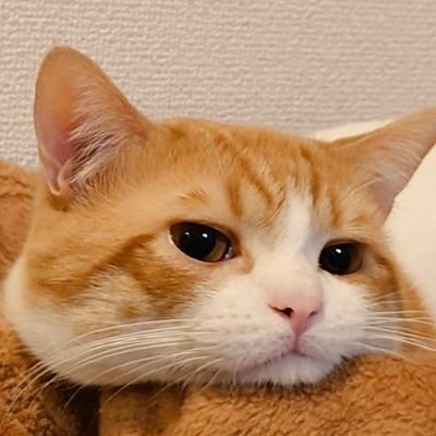 おちゃまる on Twitter: 