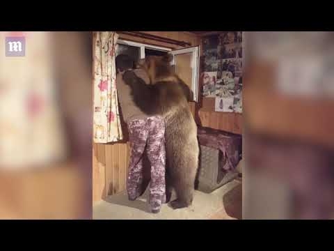 Domesticated bear gives his owner a lovely CUDDLE! - YouTube
