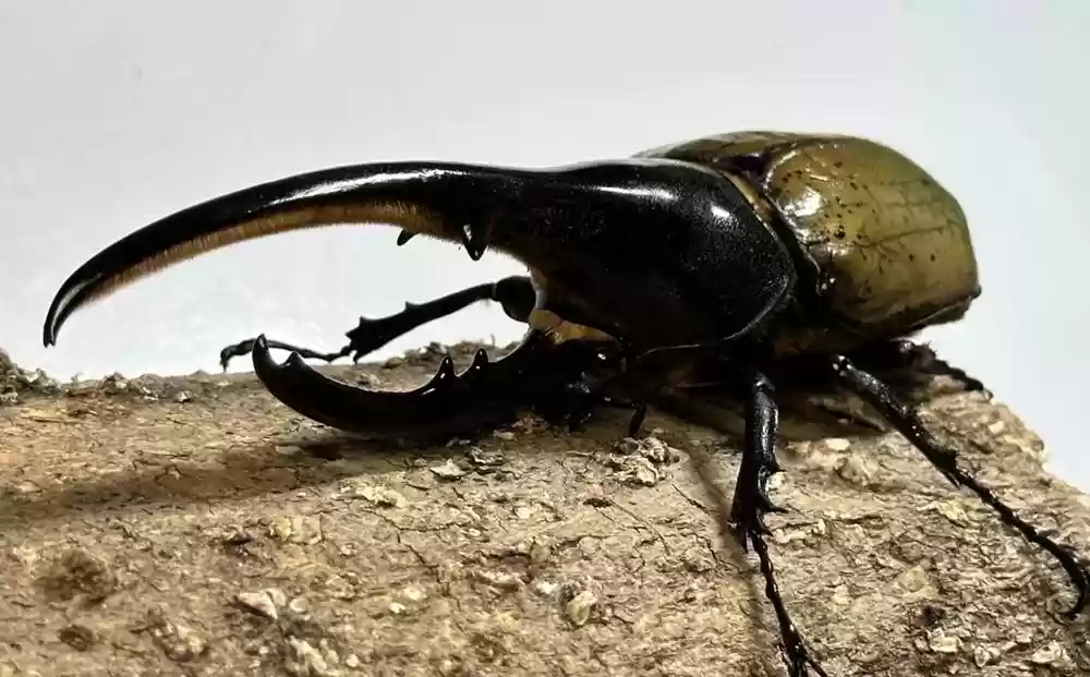 皆さんが好きな昆虫を教えてください!