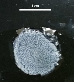 コロナ感染、心不全のリスク高まる可能性　理研など研究（毎日新聞） - Yahoo!ニュース