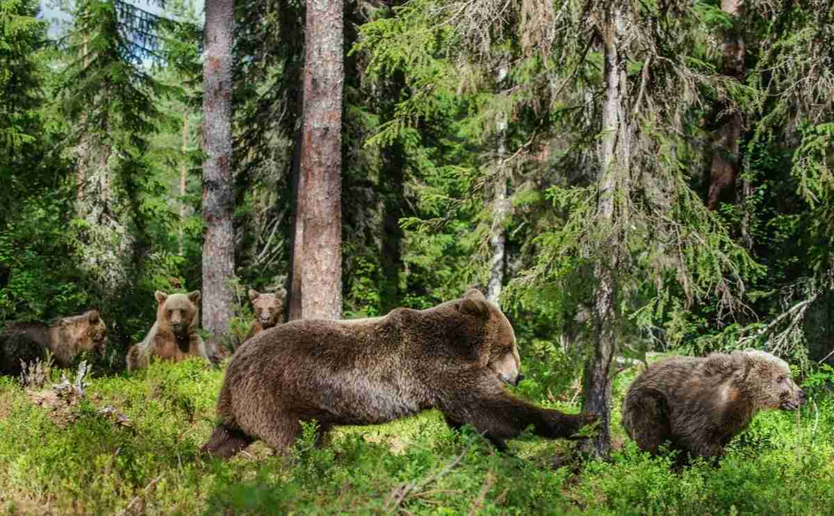 クマを駆除すると「捕獲奨励金」がもらえる？ ヒグマ1頭でも「1万円」程度？ 条件や金額相場について解説