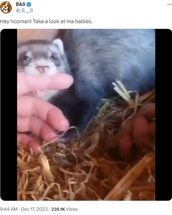 生まれたばかりの赤ちゃんをお披露目？　飼い主の指を引っ張り案内するフェレット