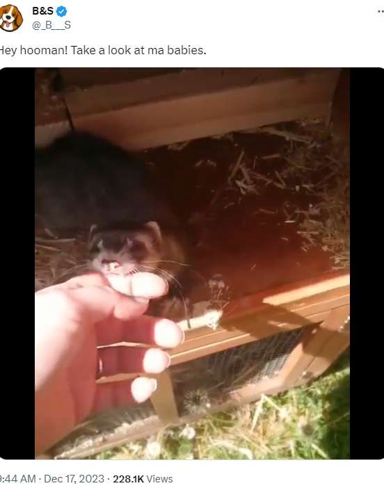 生まれたばかりの赤ちゃんをお披露目？　飼い主の指を引っ張り案内するフェレット
