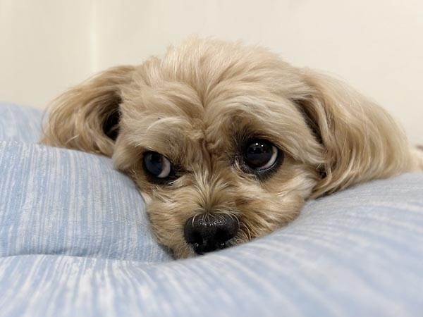 生後5カ月で勧める獣医もいるが…早過ぎる去勢手術は尿漏れの原因になる｜日刊ゲンダイDIGITAL