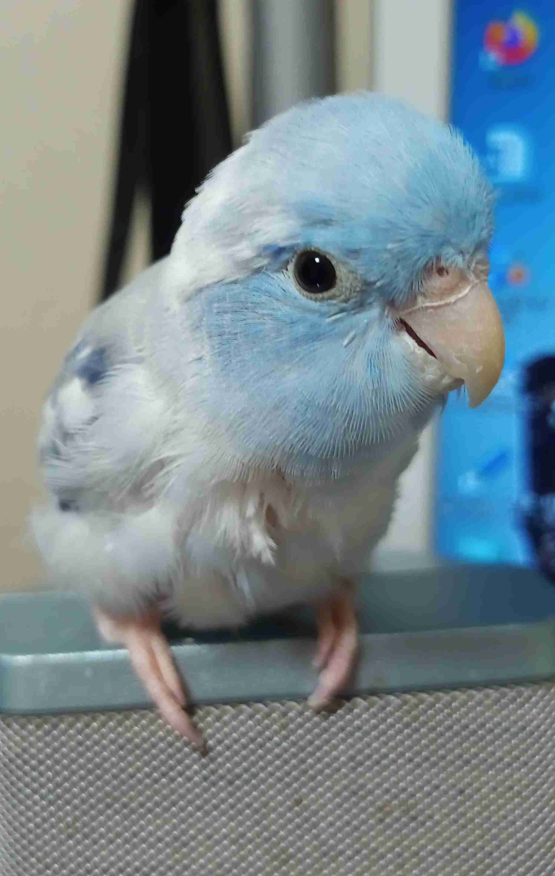 鳥(インコ、文鳥など)の素晴らしさを語り合うトピ