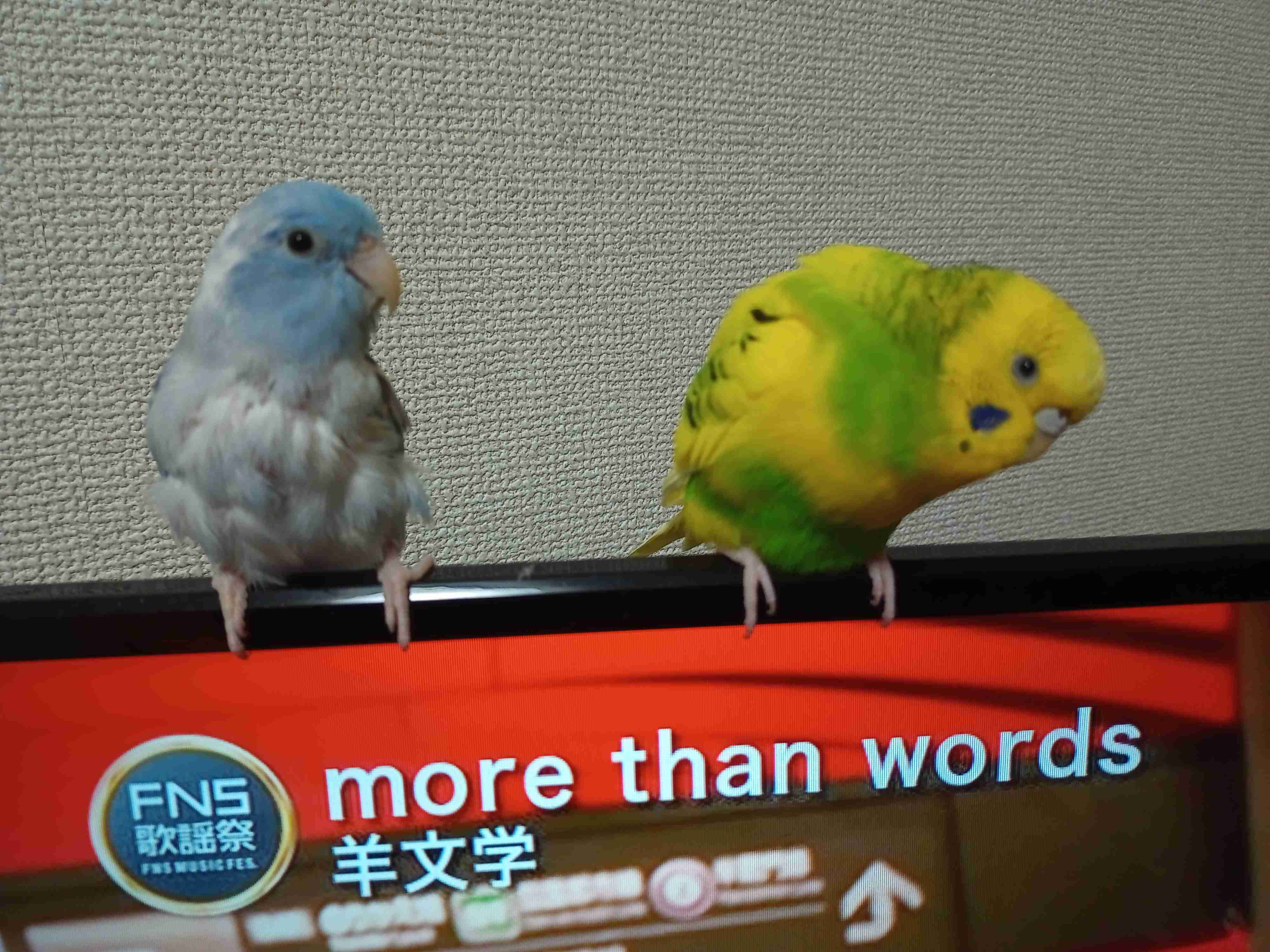 鳥(インコ、文鳥など)の素晴らしさを語り合うトピ