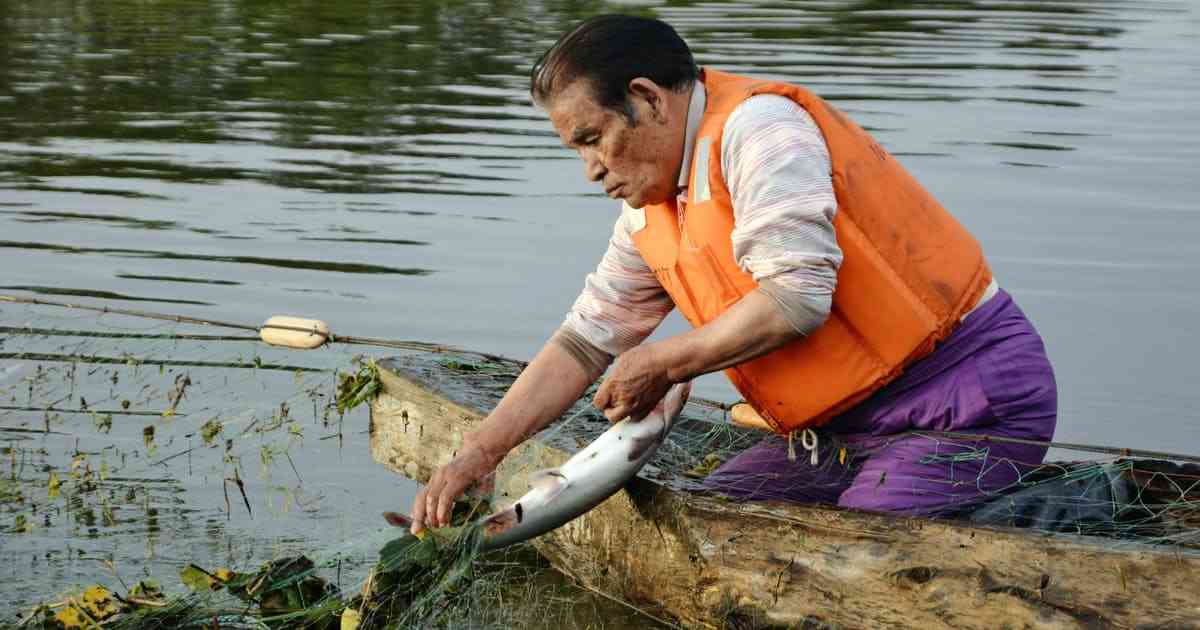 「サケ捕獲は先住権」 アイヌ民族の畠山敏さん決行 - 日本経済新聞