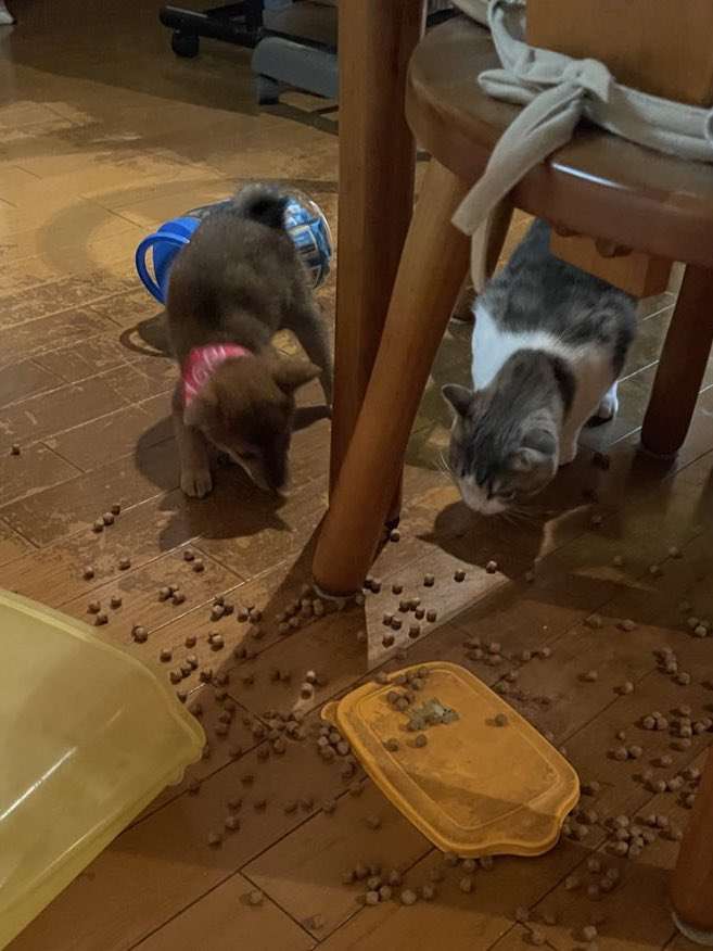 「2匹で連携して悪さをしていた犬猫がこちらです」“現行犯逮捕”された姿に1.2万人爆笑