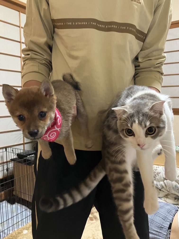 「2匹で連携して悪さをしていた犬猫がこちらです」“現行犯逮捕”された姿に1.2万人爆笑