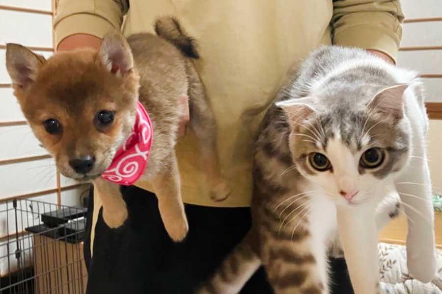 「2匹で連携して悪さをしていたいぬねこがこちらです」　