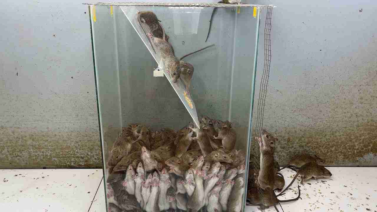 世界最高のネズミ捕り / 最新のネズミ捕り / マウスを安全かつ効果的にトラップする方法 - YouTube