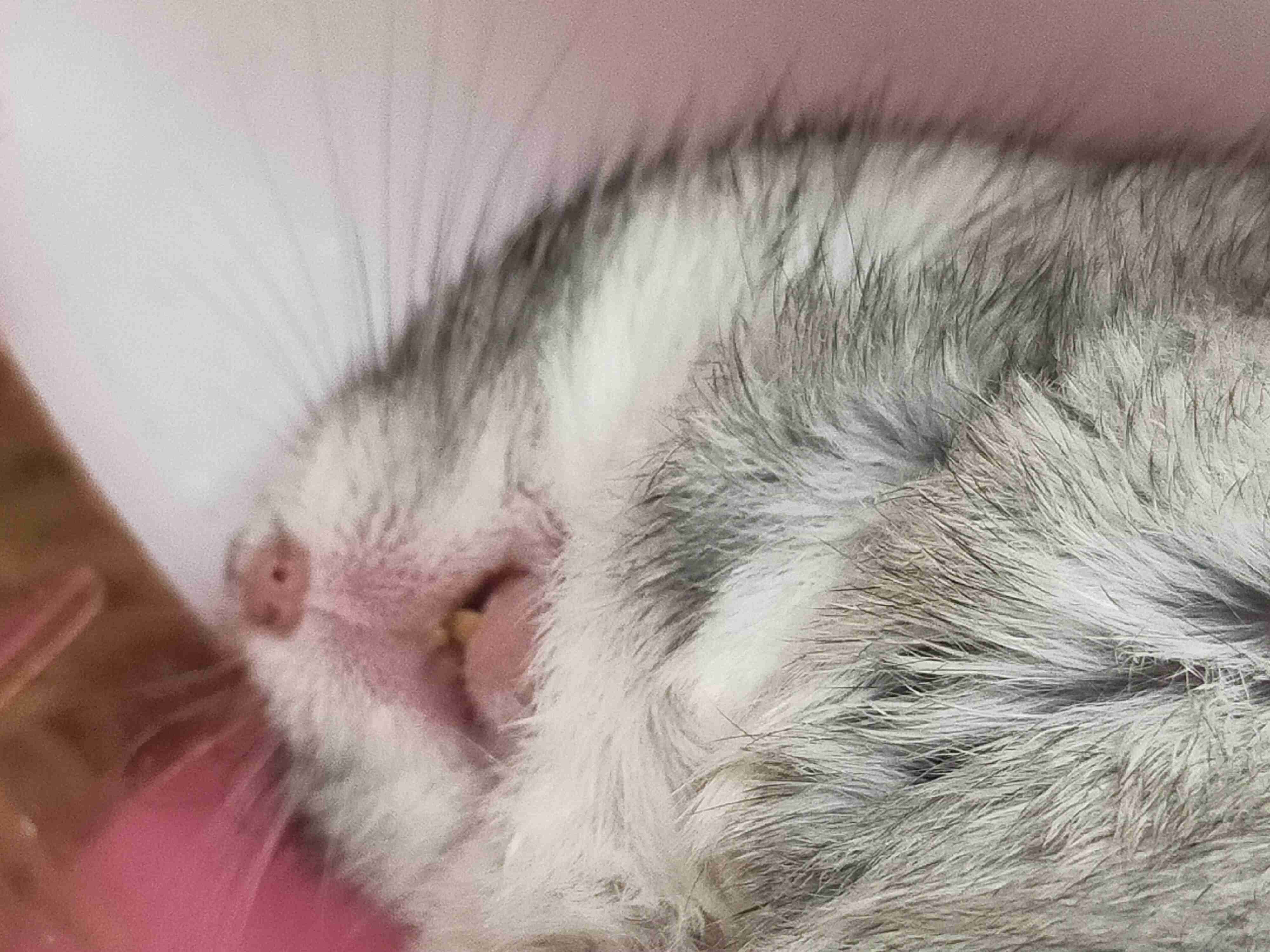 動物、ペットがのほほんと寝てる画像を見せて下さい