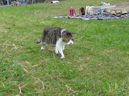 恐るべき・・WAHAHA本舗の人達(#^.^#)  - とんでモンペさんの猫日記
