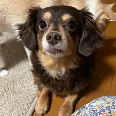 yomeko on Twitter: 