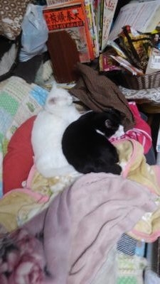 ２匹の仲良い猫です。 on Twitter: 